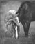 Equine Art Painting of Indian Artifacts
