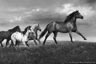 Oil Painting of running horses