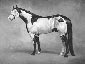 Equine Oil Portrait of Sonny Dee Max